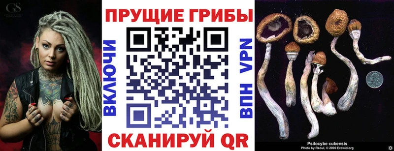 Псилоцибиновые грибы Cubensis  Сунжа 